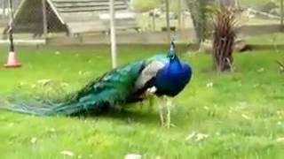 Peacock (mayur)