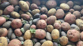 Keeping Your Potatoes Easily All Winter: Tips for Success!