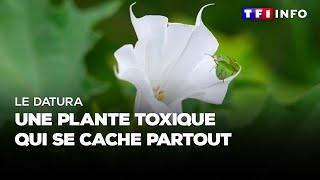 Le Datura : une plante toxique qui se cache partout