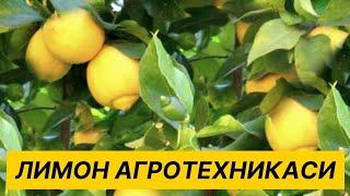 ИССИКХОНА ЛИМОН ЕТИШТИРИШ СИРЛАРИ КУЗГИ АГРОТЕХНИК ТАДБИРЛАР ISSIQXONA LIMON AGROTEXNIKASI ТЕПЛИЦА