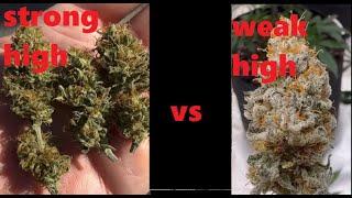 4th House Genetics talks Oldschool Vs Modern , Fakes in the cannabis industry