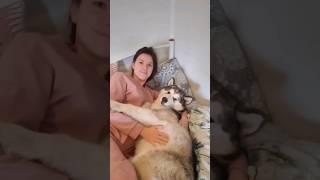 Malamute Life Наша жизнь с маламутами #собака #dog #malamute #маламут #щенок #petslover  #pets #pet