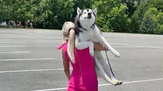 The World's funniest HUSKY    Funny Dogs Video 2024