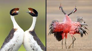 25 Birds With The Best Mating Dances In The World