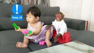 Monkey Kobi gets angry when her sister doesn't play with her