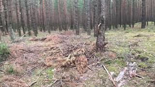 Бардак в лесу Беларусь , можно ли забирать ветки брёвна палки после распила