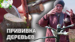 ПРИВИВКА ДЕРЕВЬЕВ ВЕСНОЙ. Как прививать деревья. (в расщеп | в приклад | в боковой зарез) Чать 2