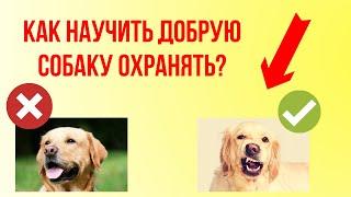 Как научить добрую собаку охранять и быть злой к незнакомцам? Можно ли озлобить собаку?