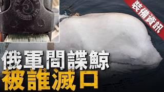 戰爭爆發後，動物園裡的獅子老虎怎麼辦？盤點戰爭史上的軍事動物，戰馬軍犬軍鴿戰象，都曾扮演重要角色！二戰時代美軍就有戰犬公墓，同時期日本則在處死動物園猛獸！【裝備資訊】#美軍 #日本 #動物 #動物園