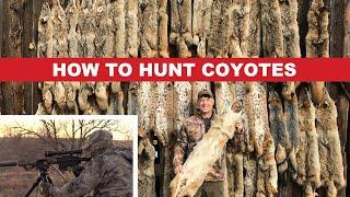 How To Hunt Coyotes