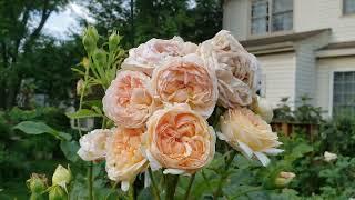 Incredible number of blooms on David Austin Evelyn rose