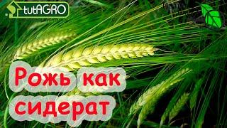 Азбука сидератов. Ч.6. Рожь озимая царица плодородия! Рожь как сидерат. Что же с ней делать весной?