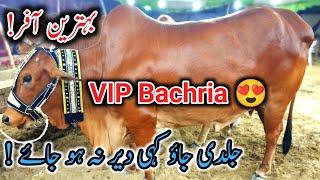 Golden Beauty Cattle Rates Update | Northern Bypass Cow Mandi | Cattle Amaze Official | Cow Mandi