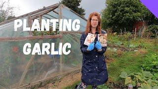 Planting Garlic From Cloves - Allotment Gardening For Beginners UK