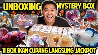 UNBOXING 11 MYSTERY BOX BETTAFISH! BARU BUKA LANGSUNG JACKPOT! ABIS SEJUTAAN BUAT IKAN KECIL INI!