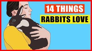 14 Things Rabbits Love the Most