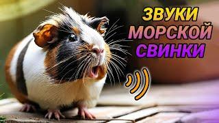 Звуки морских свинок и их значение