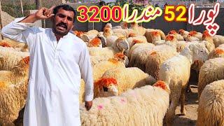 New update 52 Mundre Qurbani season Mundra farming Malik Imran Goat Farm