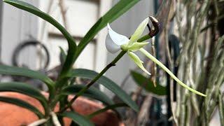 an orchid a day episode 779 Angraecum xerophyllum