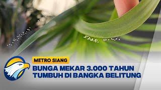 Bunga Langka yang Tumbuh 3000 Tahun Sekali Ditemukan di Bangka Belitung - [ Metro Siang ]