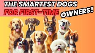 7 Easiest Dog Breeds to Train – Perfect for First-Time Owners!