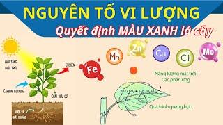 Nông dân cần biết - Hiểu về phân bón Vi lượng (Fe, Kẽm, Đồng, Mangan, Bo, Mo, Cô)