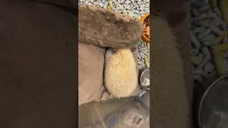 Ёжики играют в прятки #hedgehog #ёжик #cute #animals #животные #питомцы #забавныеживотные