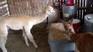 Milano's Alpaca Friend Arrives to Wisteria Suri Ranch