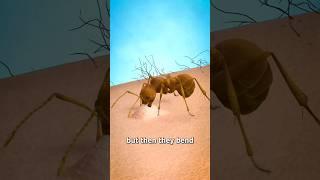 How an Ant actually stings | #shorts #youtubeshorts #trending #ytshorts #antbite #viral