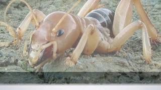 Ugliest and Most Horrifying Insects on Earth