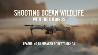 Shooting Ocean Wildlife with the DJI Air 2S featuring Filmmaker Roberto Ochoa