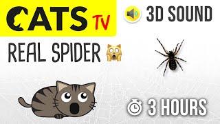 CATS TV - Real Spider Walking - 3 HOURS (Game for cats to watch)