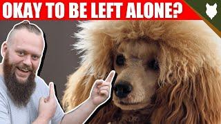Can a POODLE be left alone?