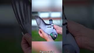 Pigeon racing let go #pigeon #鴿子