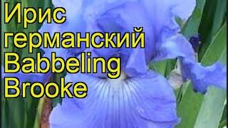 Ирис германский Баббелинг Брук. Краткий обзор, описание iris germanica Babbeling Brooke