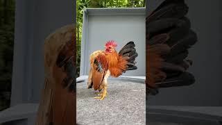 Rooster Strutting His Stuff