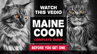Maine Coon Cat - Everything you need to know