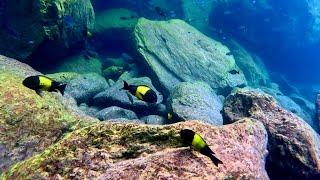 Swimming With Cichlids  - Tropheus sp. black “ikola” at  Kekese