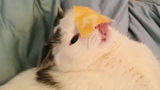 Cat Cheese Challenge!  Funny broken cat.