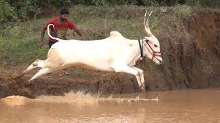 Hallikar Bull Jumping and swimming ! Jallikattu Racing bull ! Bairava Bagur