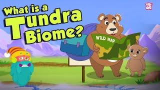 TUNDRA BIOME | What Is A Tundra Biome? | Tundra Region | The Dr Binocs Show | Peekaboo Kidz