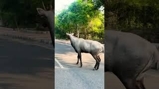 J N U me ghusi nilgai #shorts #viral #india #youtubeshorts