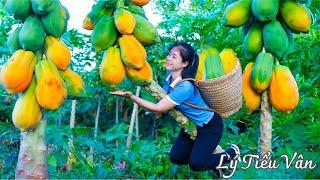 How to harvest Papaya & Go to the market to sell - Farming and Cooking | Daily Life