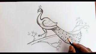 How to Draw a Peacock || Pencil Drawing of Peacock step by step || Jakkani Drawing Academy