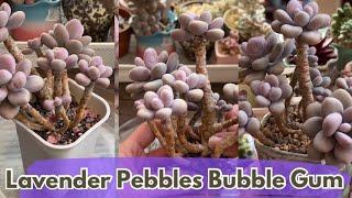 Sen Đá Sỏi Tím - Succulent Lavender Pebbles Bubble Gum #senda #多肉植物 #다육이들 #succulent