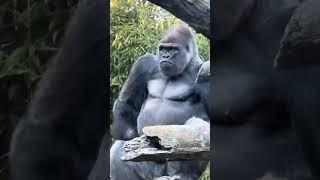 A Zoo Keeper talking about Gorillas with visitors.