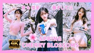 [4K] 봄 & 벚꽃  SPRING & CHERRY BLOSSOMS  春そして桜  AI ART, AI LOOKBOOK