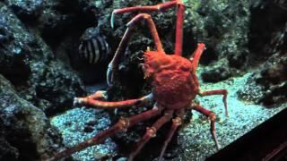 Japanese Spider Crab at Shedd Aquarium