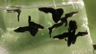 Guppy Fish Bangladesh Part-31 || Agro Shop Bangladesh