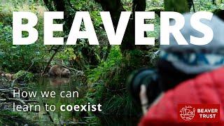 Beavers: How we can learn to coexist